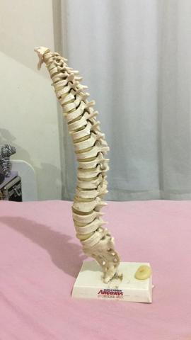 Coluna vertebral completa de resina