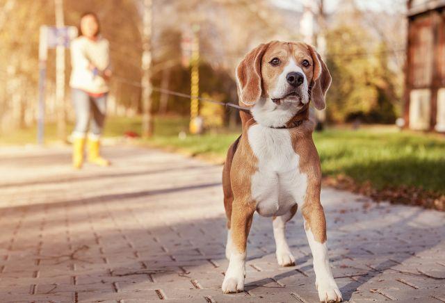 Dog Walker - Passeador de cães
