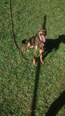 Estou doando o Ed (nome dele)