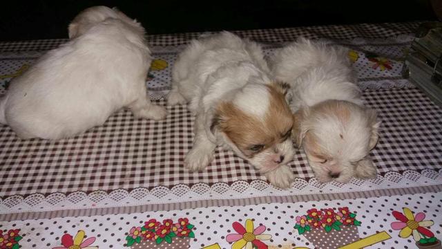 Fêmea de lhasa apso