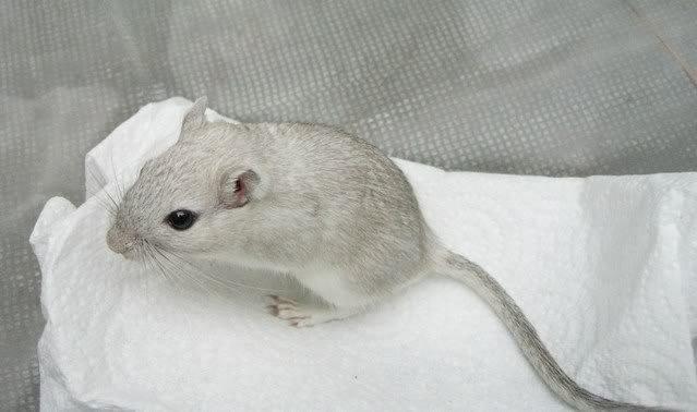 Gerbil CP agouti