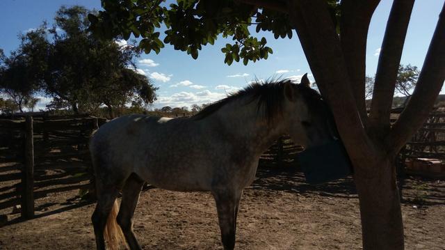 Potro neto do trilho da zizica