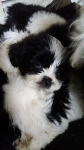 Shih Tzu