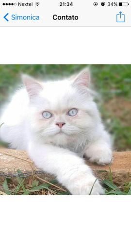 Vendem se um gato persa com 5 mês vacinado