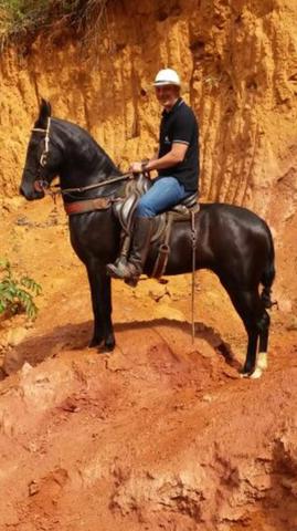 Vendo égua fenômeno de macha picada