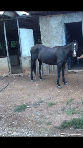 Vendo égua meio sangue QM