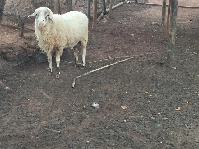 Vendo para criação