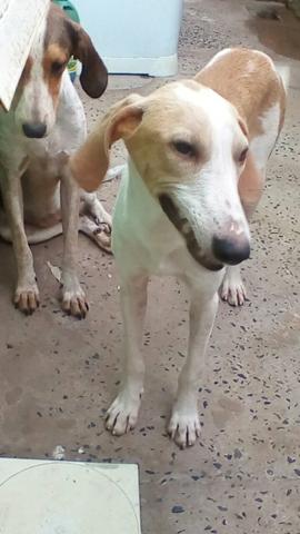 Vendo veadeiro com americano