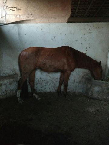 Égua Peppy San Badger registrada