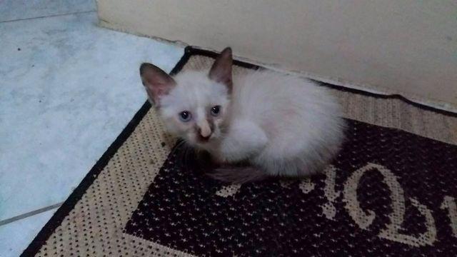 Adoção responsável de gatinha com aproximadamente 3 meses