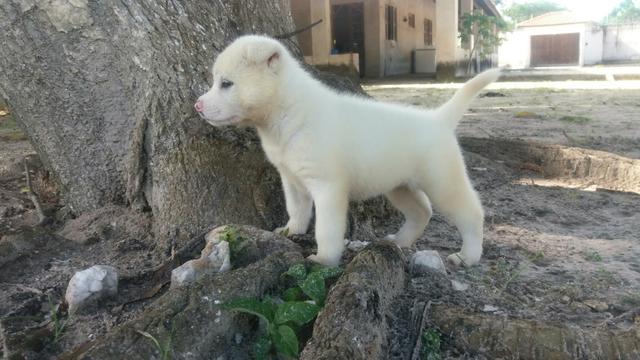Akita inu fêmea belíssima em até 10x