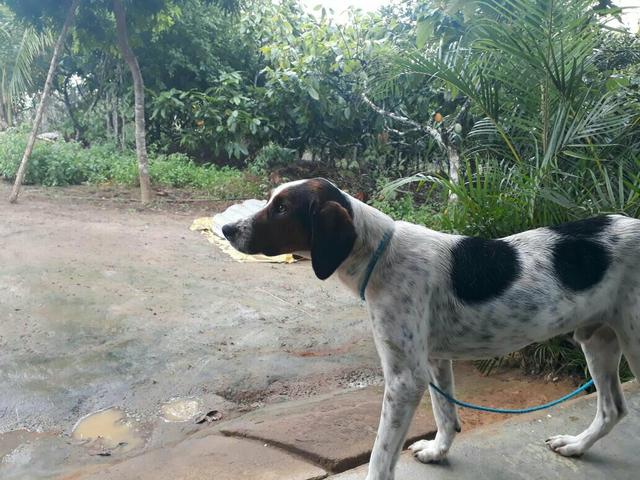 Cachorro americano com Beagle