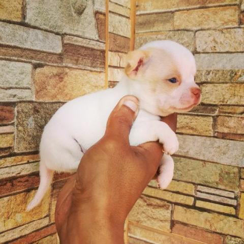 Chihuahua Disponível