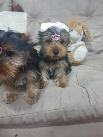 Femea parcelamos 10x