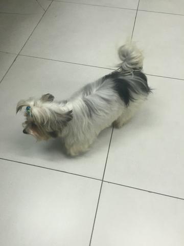 Fêmea adulta de York Shire Biewer com pedigree