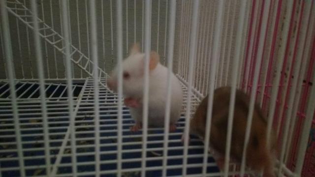 Hamster Sirio com Angorá