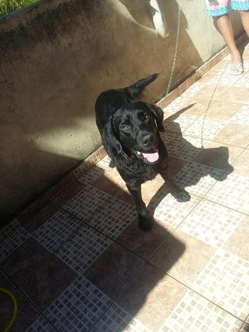 Labrador macho preto por um cão de menor porte