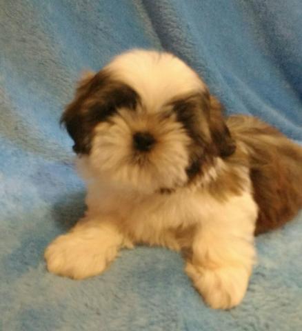 Macho de Shih Tzu