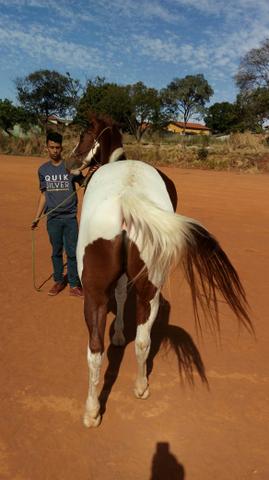 Otimo animal.capão,manso,bom de.redia