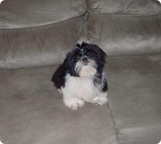 Shih Tzu Macho Promoção 3 meses lindo