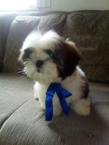 Shih tzu Macho purissimo.