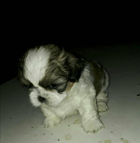 Shih tzu tu a pronta entrega