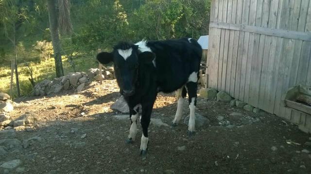 Terneira holandesa de inseminação