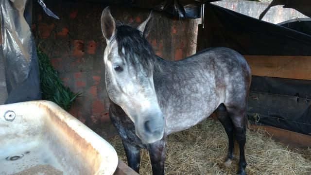 Vendo potro mangalarga marchador