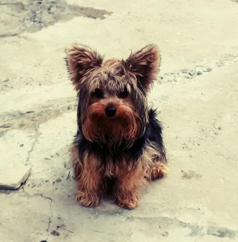 Yorkshire,11 meses,Vacinado e Vermifugado