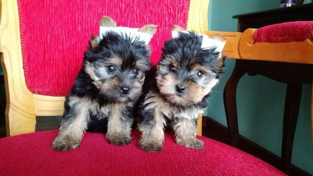 Yorkshire Terrier Parcelamos no cartão