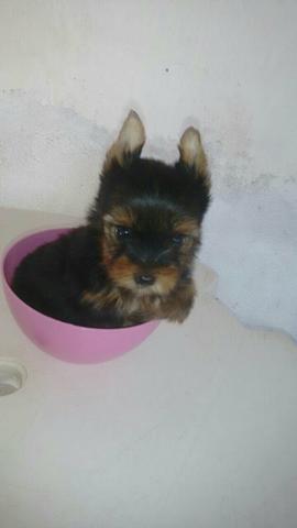 Yorkshire minúsculos em ate 10x