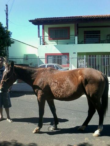 Égua quarto de milha