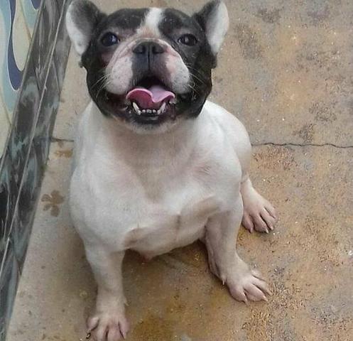 Bulldog Frances adultas aceito cartão ate 12x