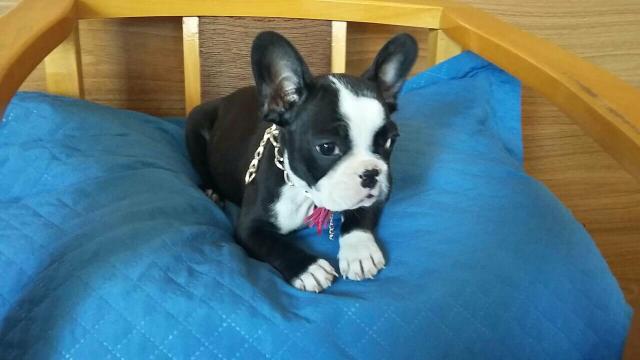 Fêmea de Bulldog Francês