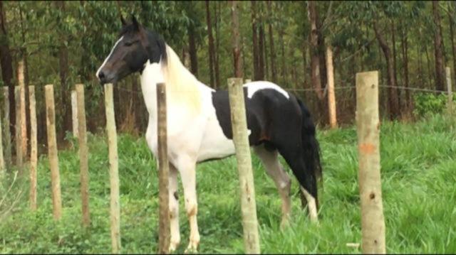 Garanhão Mangalarga pampa de preto - cavalo registrado