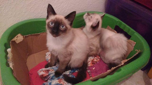 Gato (casal) 6 meses DOA-SE