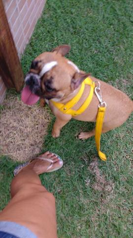 Linda buldogue francês