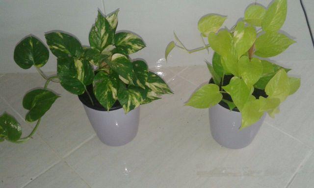 Lindas plantas, pra desapegar logo