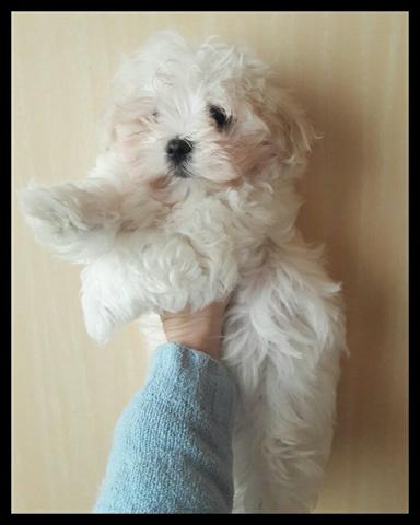 Maltes macho linhagem ótima. garantia