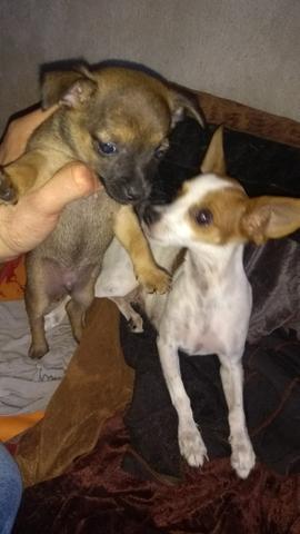 Pinsher Macho Pequenino Vacinado e Vermifugado