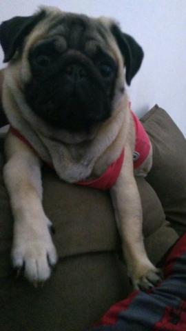 Pug Macho