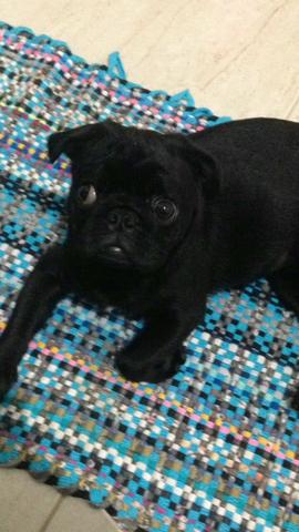 Pug macho barato vender hoje