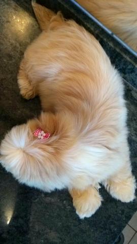 Shihtzu Fêmea com garantia