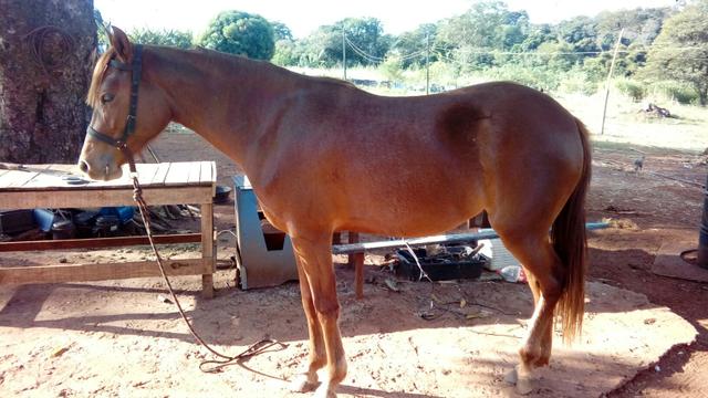 Uberaba potra marcha batida