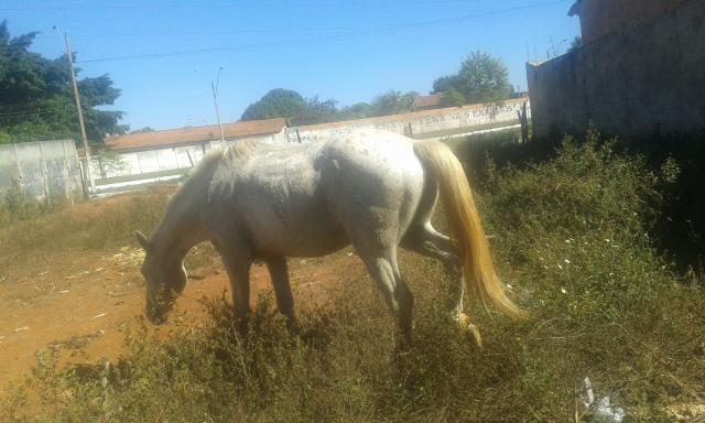 Vendo esse cavalo