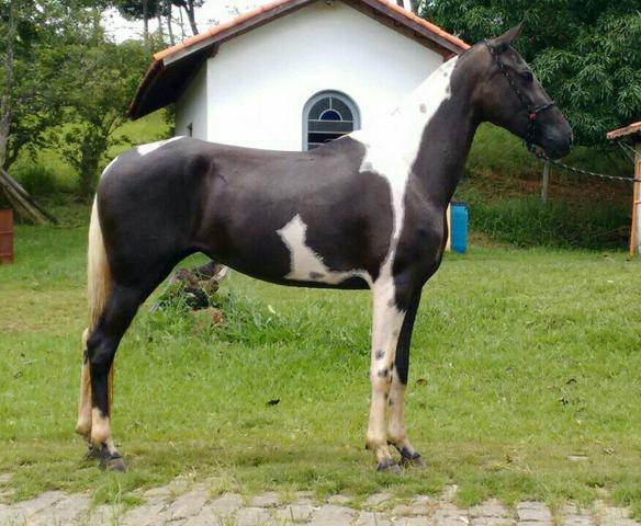 Égua jovem reg.marcha picada, extra de genética e sela