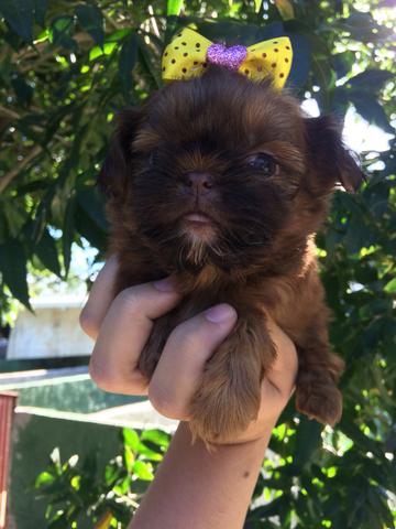 A melhor linhagem chocolate do Brasil