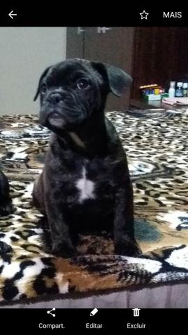 Buldog francês macho e fêmea