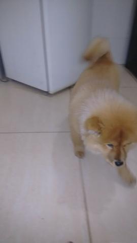 Chow chow fêmea oportunidade