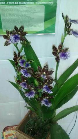 Desapegando Orquídeas, Próximo a Ribeirão preto